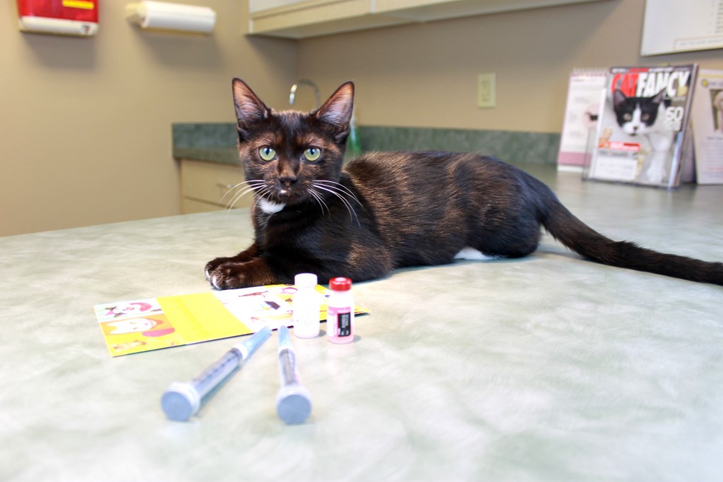 Cat Vaccinations Beechmont Pet Hospital
