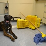 Anubis Furry Staff