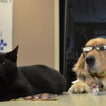 Baxter and Birdie number 2 vaccines