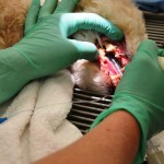 Beechmont Pet Hospital Dental