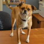 Dogwai_best_(2)1