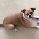 Dogwai_with_book2