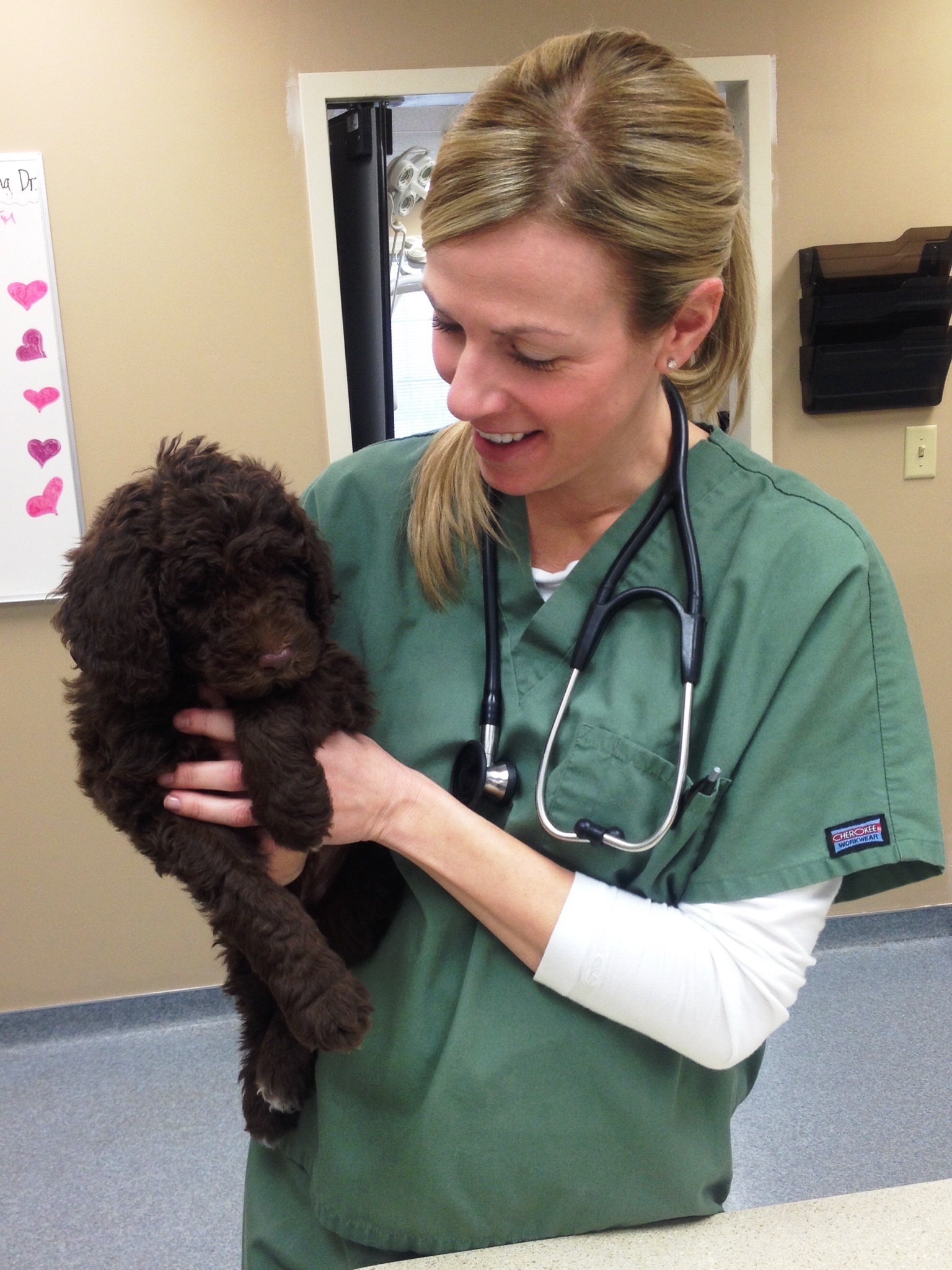 Puppy Vet Packages Beechmont Pet Hospital