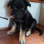German Shep Puppy bear-Crystal (2) – Copy