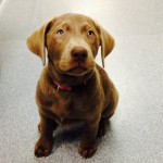 Ivy cute dog photo for website