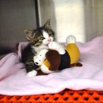 Kitten at Beechmont Pet Hospital.