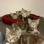 Kittens at Beechmont Pet Hospital