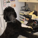 Kori Furry Staff