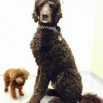 Kory_and_puppy_website