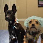 Riley and Khalesi at Beechmont Pet Hospital