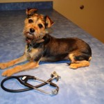 Riley with stethoscope