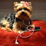 Ruby Furry Staff