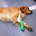 Watson for pain management website (2)