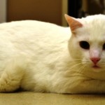 White_Cat_for_facebook