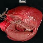 heartworm_heart