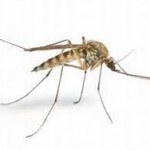 mosquito