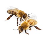 Bees