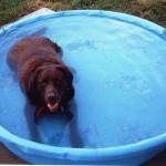 Cocoa in pool