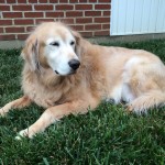 Cooper in color.