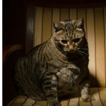 Overweight Pets should avoid the heat.