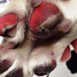 burnt paw pad