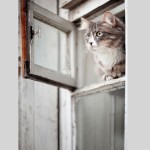 cat looking out of window