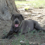 chow-dog-sitting-in-the-shade-of-a-tree