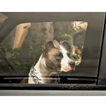 dog in car