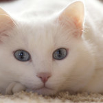 white cat