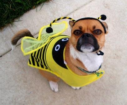 dogwai-dressed-up-for-halloween-resized
