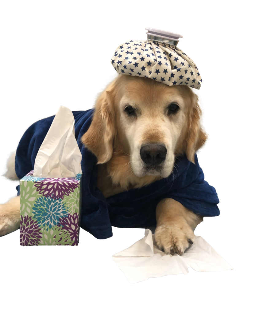 Beechmont Pet Hospital Urgent Care Beechmont Pet Hospital