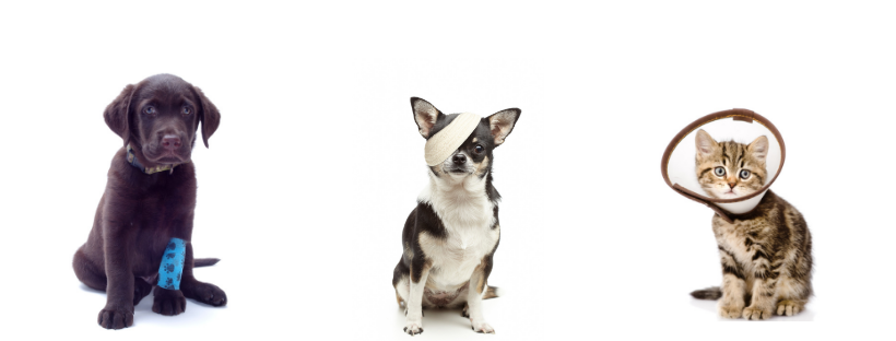 Urgent care best sale dogs near me