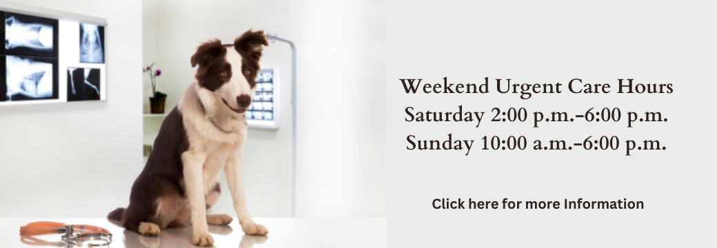 Beechmont Pet Hospital | Cincinnati Veterinary Clinic Beechmont Pet Hospital | Cincinnati Veterinary Clinic
